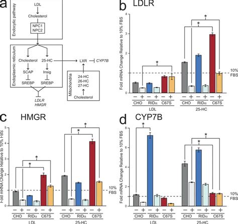 Rid Modulates Sterol Regulated Gene Expression A Transcriptional