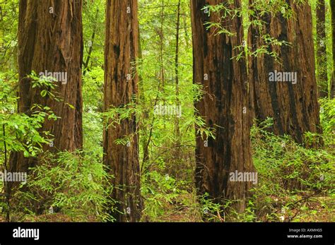 Redwoods in Muir Woods National Park California USA Stock Photo - Alamy