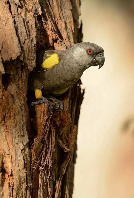 Rüppell's Parrot - Habitat Subspecies Distribution Breeding Diet