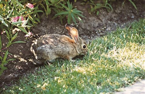 Young, wild animals in yard? Leave them there if you care | Cape Gazette