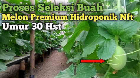 Tahap Seleksi Buah Melon Premium Hidroponik Nft YouTube