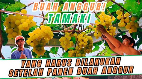 PENTING DIKETAHUI APA YANG HARUS DILAKUKAN SETELAH PANEN BUAH ANGGUR