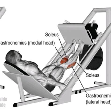 Calf Raise Leg Press By David M Exercise How To Skimble