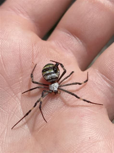 Found This Dead Female Argiope Sp On My Lunch Break Is That Blood R