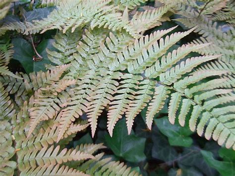 Brilliance Autumn Fern Dryopteris Erythrosora Brilliance Country