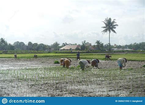 Picture Group Of People Planting Rice On The Rice Fields In Magelang Central Java Indonesia