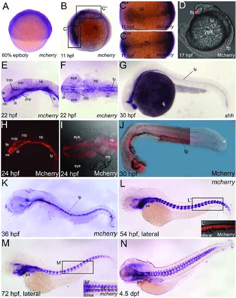 mCherry reporter gene and protein expression reflects known ...