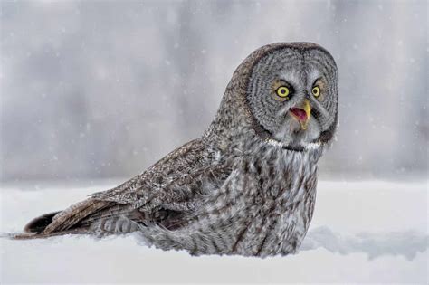 Great Grey Owl in Snow - Cool Wildlife