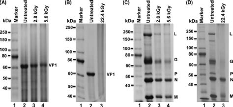 Gamma Irradiation Degrades MNV 1 And VSV Structural Proteins A