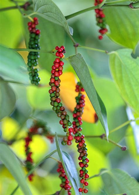 Black Pepper Plant Rare Fruiting Vine Sow Exotic