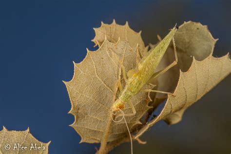 Snowy Tree Cricket Oecanthus Fultoni Female Idyllwild  Flickr