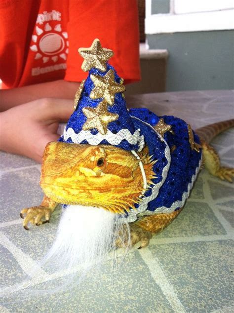 Wizard Costume For Bearded Dragon On Etsy 15 00 Bearded Dragon