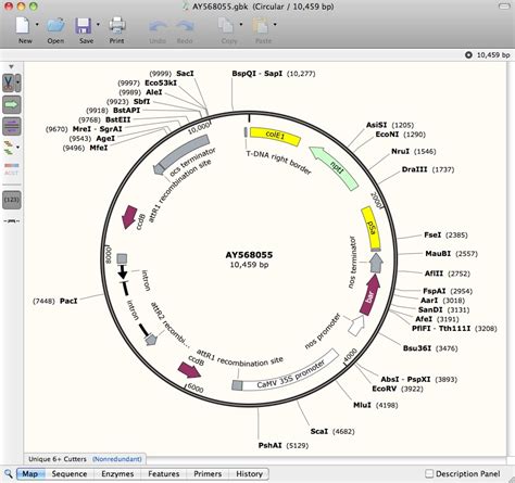 Convert Genbank Ddbj Files To Snapgene Dna Format Snapgene