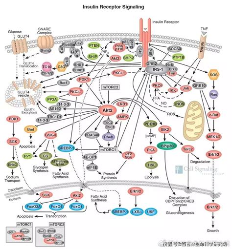细胞信号通路图解之细胞代谢相关通路 Akt