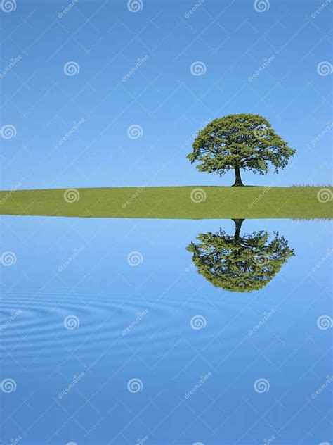 Oak Tree Reflection Stock Image Image Of Oaks Grass 6363227