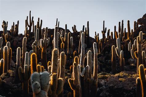 Photo of Cactus Island Bolivia Salar De Uyuni Salt Flats Stock Image - Image of minimalistic ...