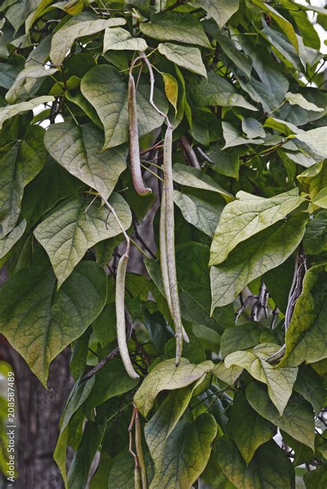 Northern Catalpa Catalpa Speciosa Known As Hardy Catalpa Western