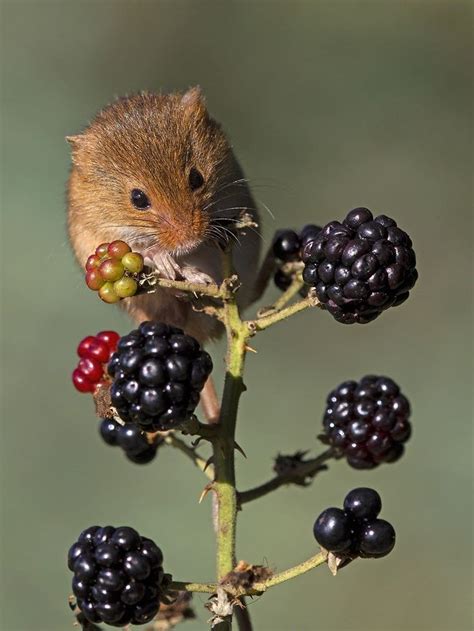 Adorable Squirrel on Berry Plant