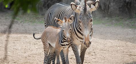 Endangered Grevy’s Zebra Born at Lincoln Park Zoo | Lincoln Park Zoo