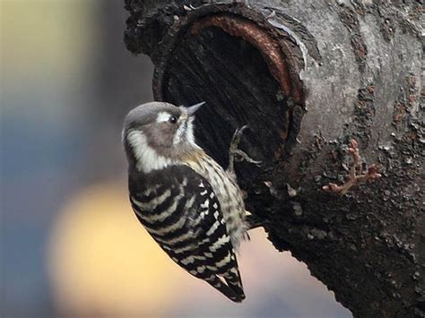 Japanese Pygmy Woodpecker Dendrocopos Kizuki Pet Birds Beautiful