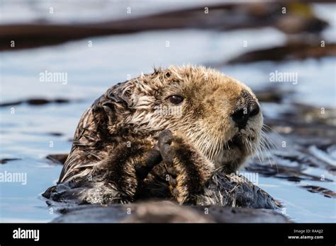 Sea Otter In Kelp Hi Res Stock Photography And Images Alamy