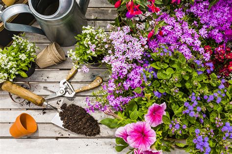 Master Gardener, Why Are My Plants Not Blooming? - McMinn Life Magazine