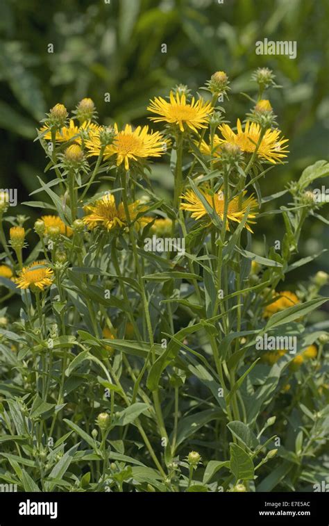 german inula, inula germanica Stock Photo - Alamy