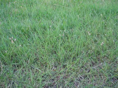 Buffalograss Five Keys To A Successful Planting Dyck Arboretum