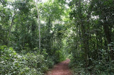 Mabira Central Forest Reserve Trek Africa Expeditions