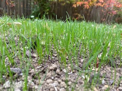 How To Plant Grass Seed A Simple Guide To Success