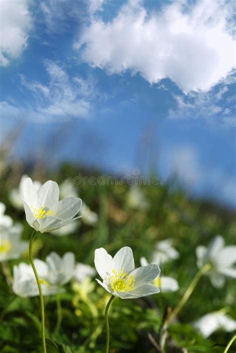 Spring Flowers Stock Image Image Of Beautiful Grass Beauty 793501