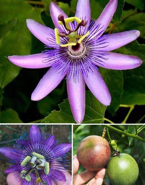 20 Purple Passion Vine Flower Seeds Passiflora Morocco Ubuy