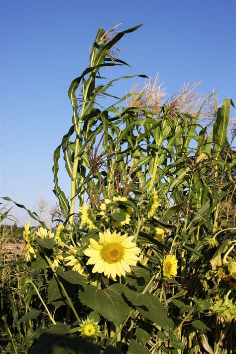 Sunflowers and corn. 09/2018. Sunflowers, Corn, Plants, Plant, Sunflower Seeds, Planets