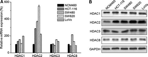 The Expression Of Class I HDACs In CRC Cell Lines The MRNA A And