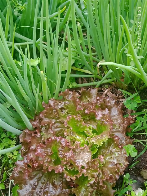 cadelinha da agroecologia on Twitter Bora de quintal agroecológico