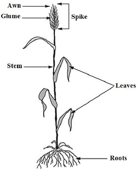 Morphology Of Wheat Plant Showing Spike Head Download Scientific