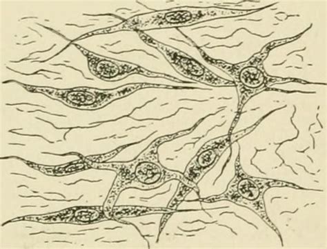 Image From Page 49 Of Text Book Of Normal Histology Incl Flickr