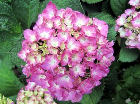 Hydrangea macrophylla | Hydrangea macrophylla | Flower Database