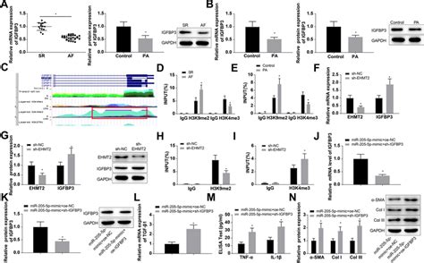 MiR 205 5p Elevates IGFBP3 Expression By Regulating The Methylation Of