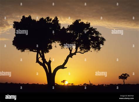 Kenya Masai Mara Reserve Sunrise Balanites Tree Stock Photo Alamy