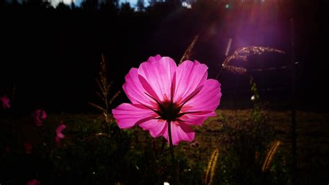 Cosmea Flor Rayos De Sol Canasta Foto Gratis En Pixabay Pixabay