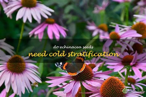 Uncovering The Cold Stratification Needs Of Echinacea Seeds For Optimal