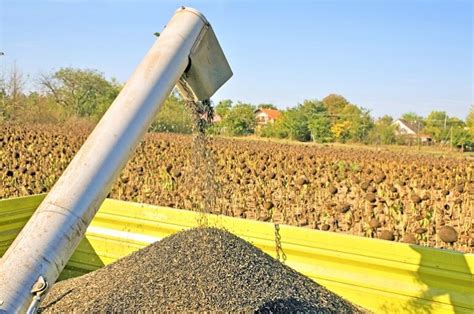 Cada cuánto se riega un girasol La guía definitiva para cuidar de tu