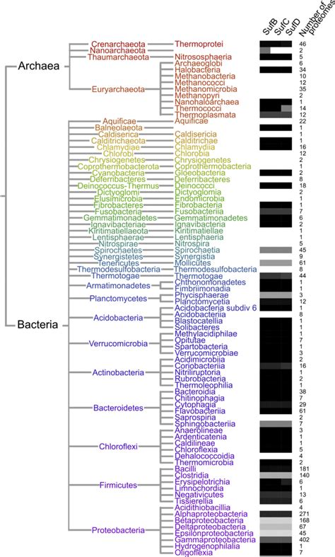 Taxonomic Distribution Of Sufbcd In Major Phyla Classes Of Bacteria And