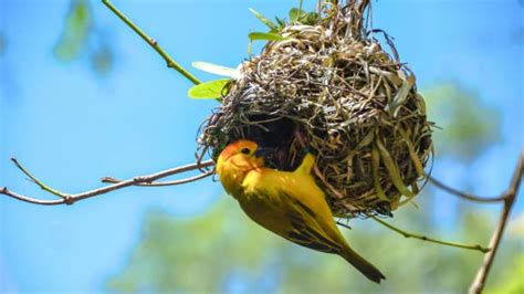 Tipos De Aves Y Sus Nidos Tejedoras Excavadoras Y En Forma De