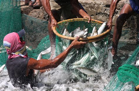 The truth about bangus as the Philippines’ national fish