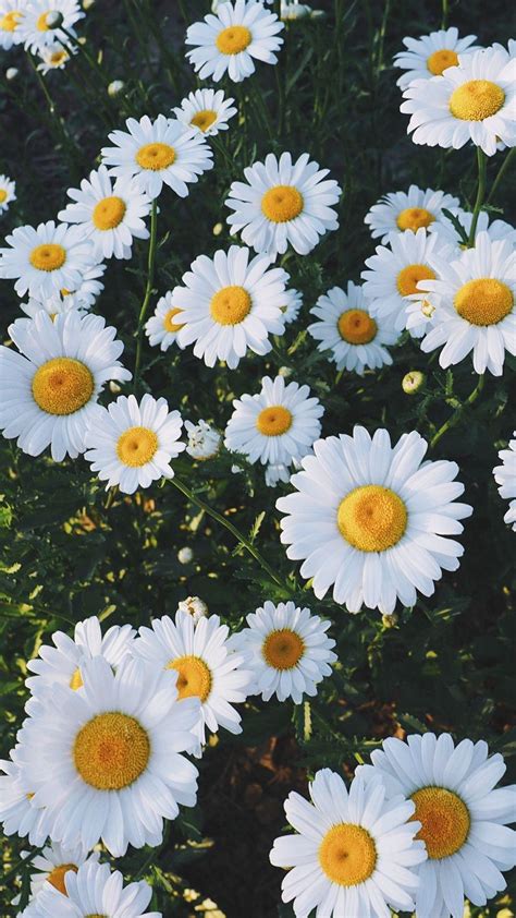 Daisy iPhone Wallpapers - Top Free Daisy iPhone Backgrounds ...