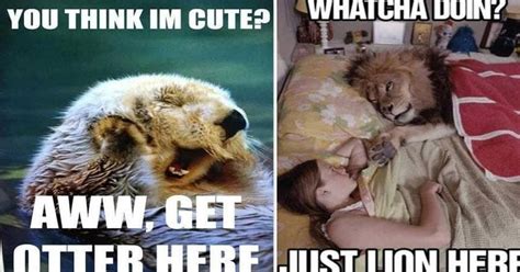 25 Funny Animal Pun Memes You Can't Help But Laugh At