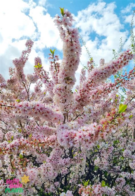 Prunus Elvins Flowering Plum Hello Hello Plants