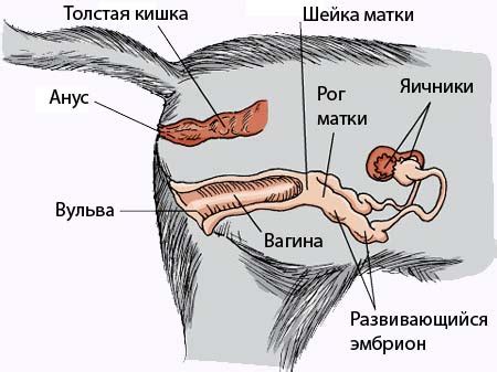 Репродуктивная система у кошек.